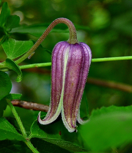 {BClematis sp}